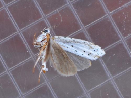 Yponomeuta sp.